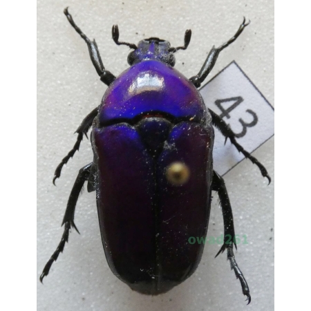 Chlorocala africana oertzeni Kolbe, 1895 ex. ovo Tanzania43
